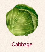 Cabbage