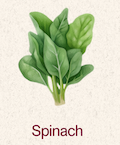 Spinach
