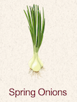 Spring Onions 
