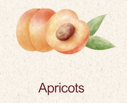 Apricot