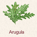 Arugula