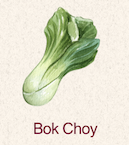 Bok Choy