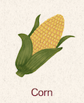 Corn