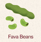 Fava Beans 