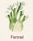 Fennel 