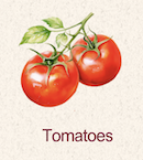 Tomato