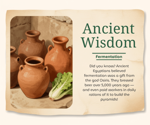 An educational graphic styled like aged parchment paper with the heading "Ancient Wisdom" and subheading "Fermentation."