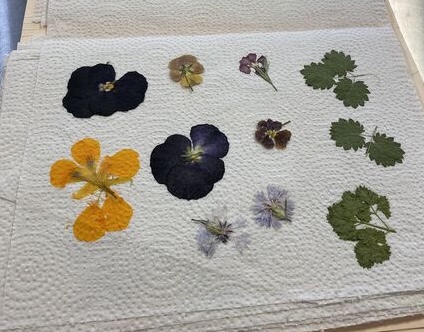 Pressed flowers on a paper towel in the ICE NYC kitchen.