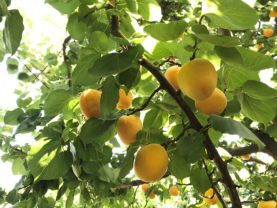 Apricots grow at P-R Farms.