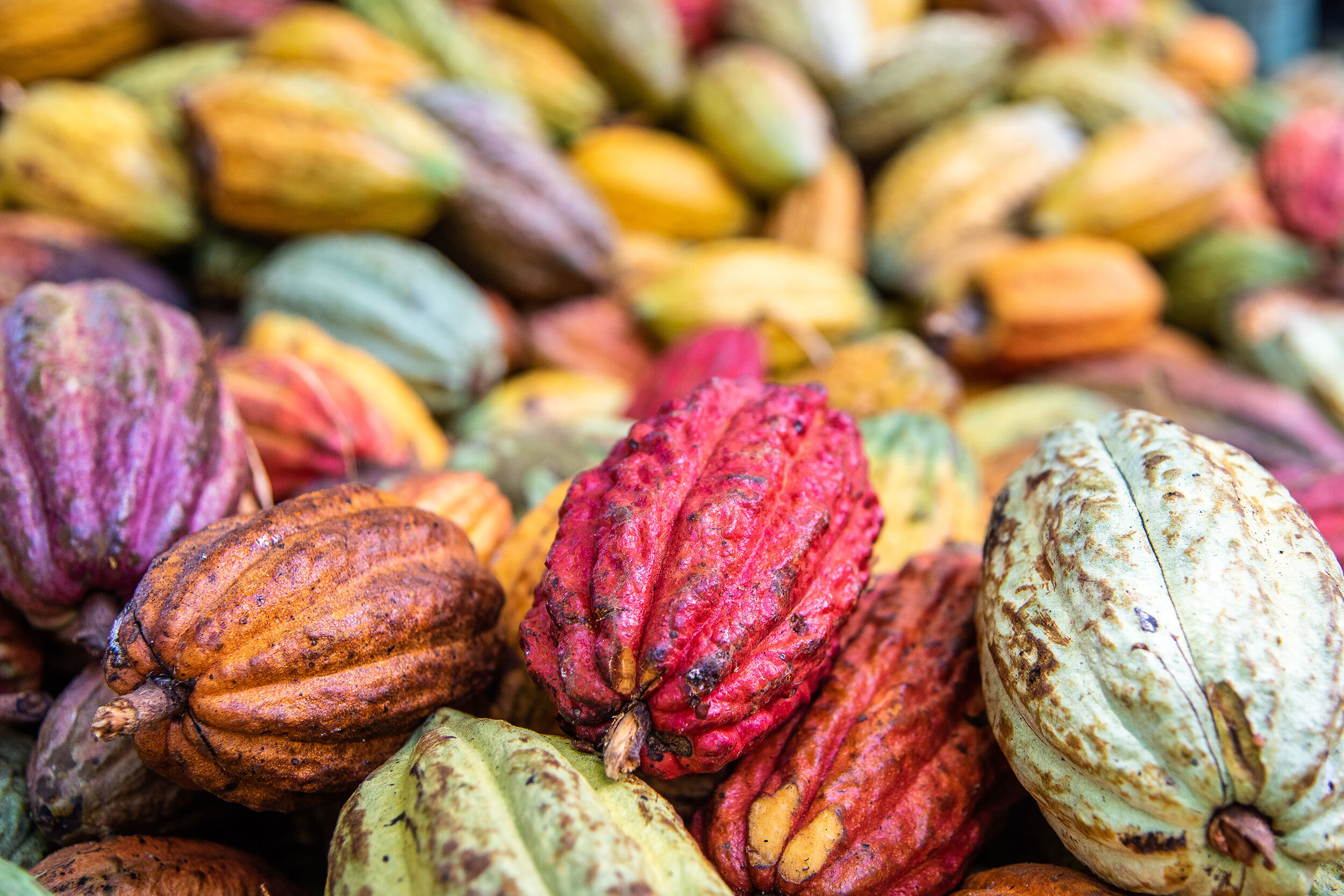 Cacao pods in Madagascar's Sambirano Valley