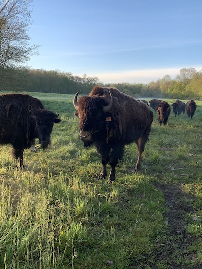 Creamery Brook Bison