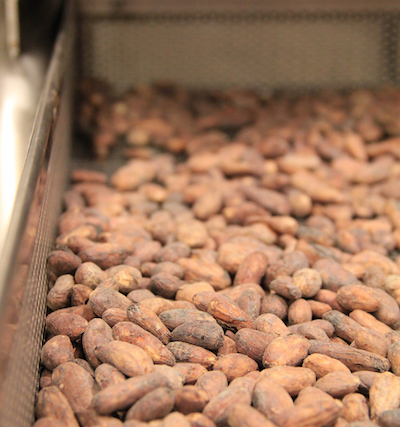 Cacao beans in the ICE Chocolate Lab