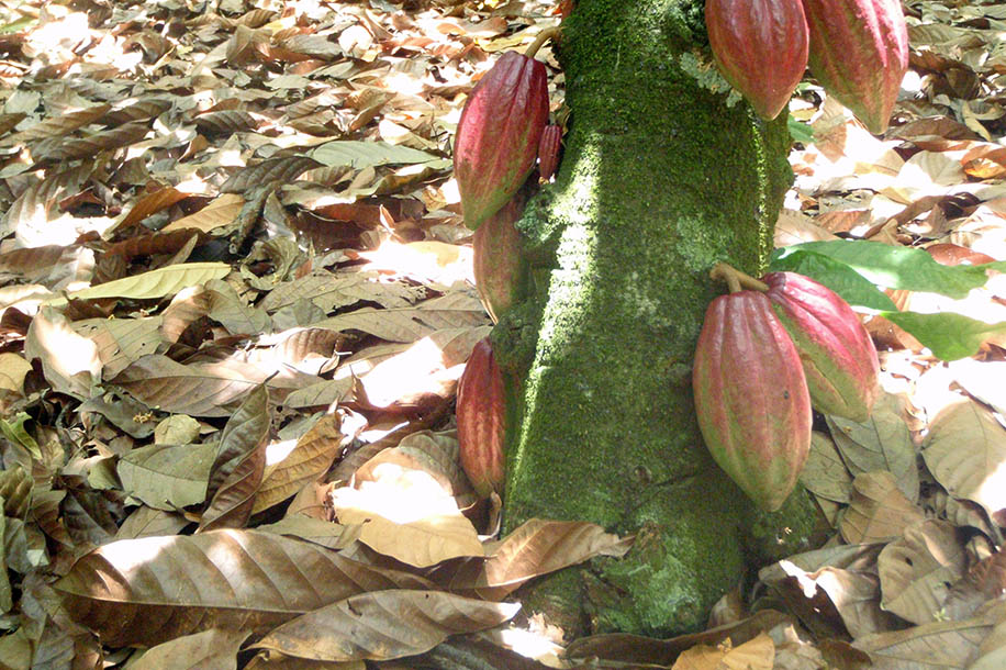 Pods at the source