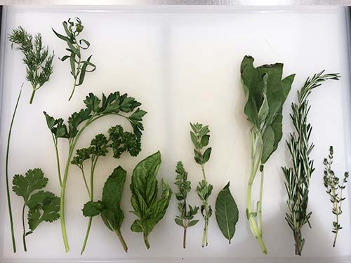 a display of herbs