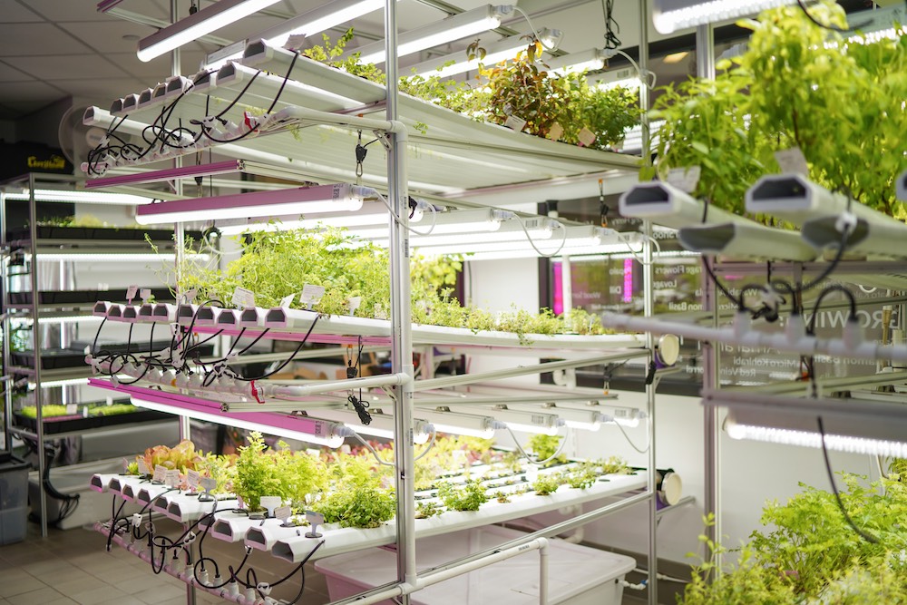 ICE's hydroponic garden