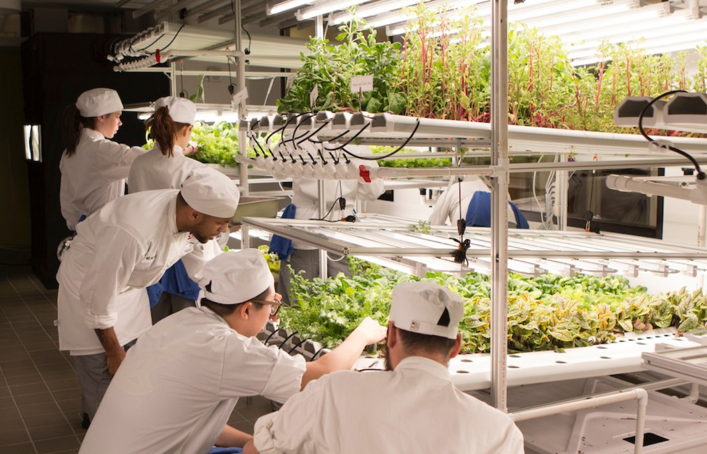 students in hydroponic farm