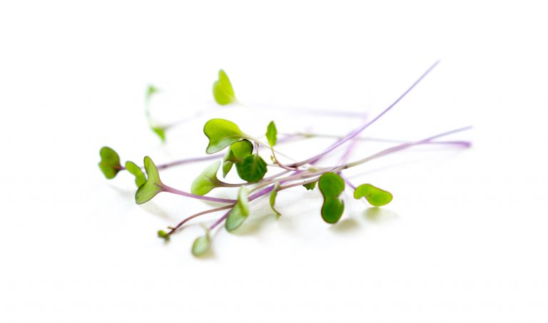 microgreens from hydroponic labs