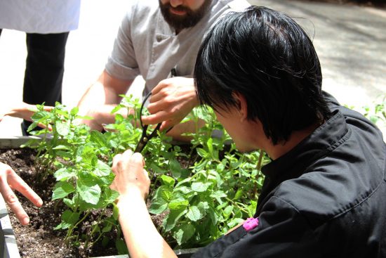 harvesting hydroponic herbs 