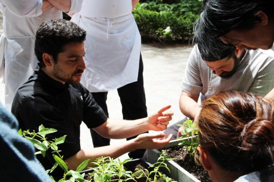 harvesting hydroponic herbs 