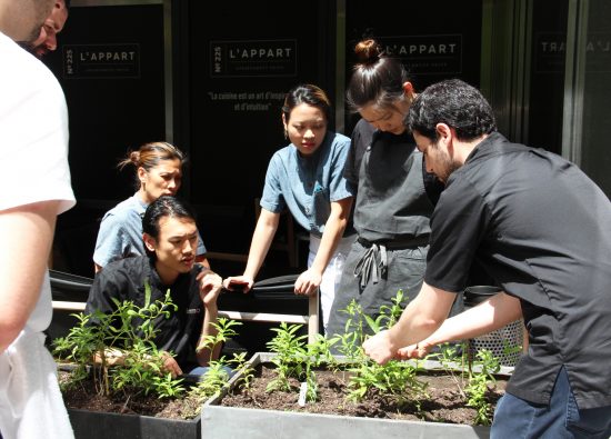 harvesting hydroponic herbs 