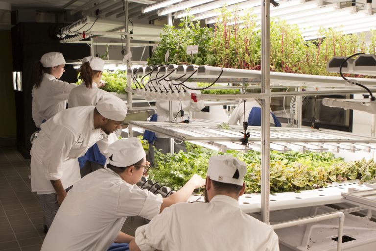 students in hydroponic garden at institute of culinary education in new york city