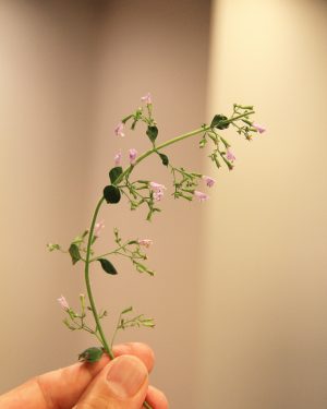 Anise hyssop parfait