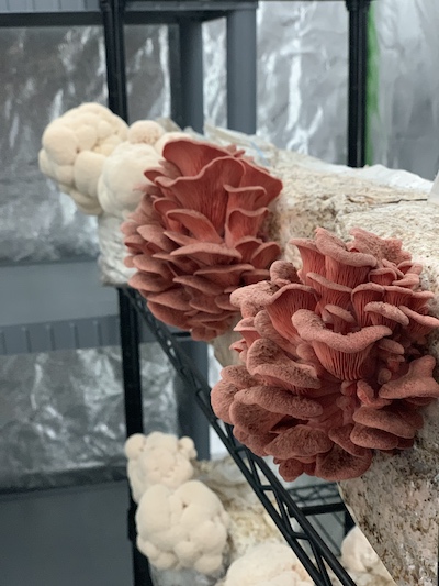 Mushrooms at Vital Fungi