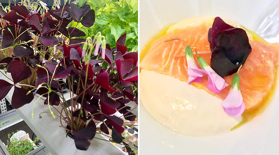 Oxalis with vichyssoise soup and salmon
