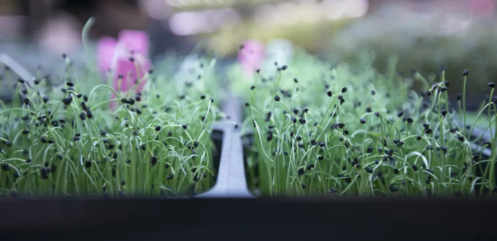 greens grown in hydroponic garden
