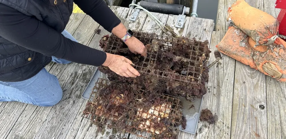 ICE Chef Kathryn Gordon's hands open an oyster cage full of brown seaweed on a dock