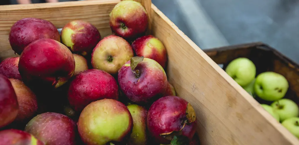 Apples at the greenmarket