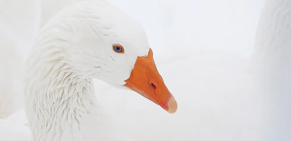 a white goose
