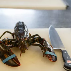 live lobster and knife