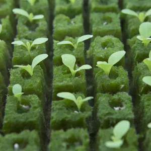 close up of seed starters growing in farm one hydroponic lab in nyc