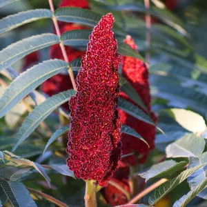 A red sumac plant surrounded by green leaves
