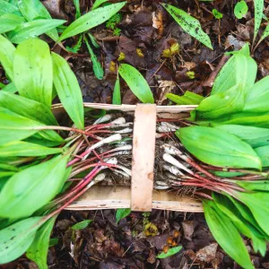 harvested ramps in a basket