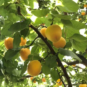 Apricots grow at P-R Farms