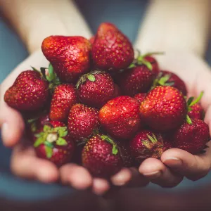 hands full of fresh strawberries