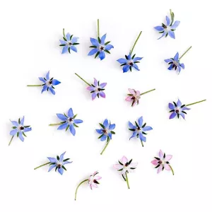 borage flowers, an examlpe of winter herbs from ICE's hydroponic garden