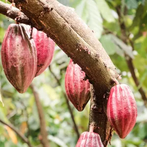 Cacao pods in the Dominican Republic. Photo courtesy of Kahkow