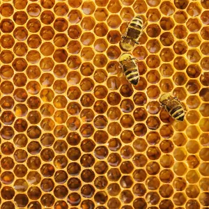 Three honeybees