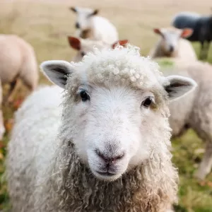 a sheep in Ireland