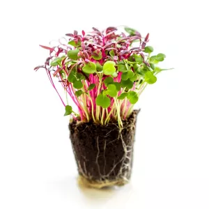 variety of microgreens grown in hydroponic garden at ICE