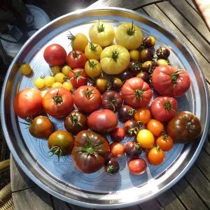 Mixed heirloom tomatoes sit on a metal plate