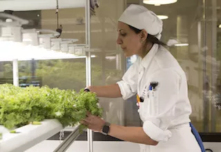 An ICE Culinary Arts program student cuts herbs in the ICE hydroponic garden