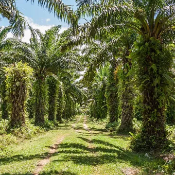Palm trees