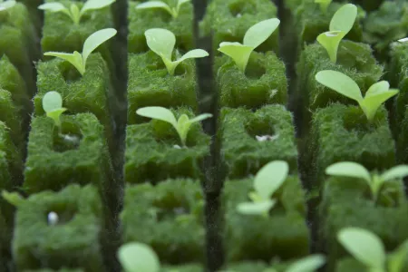ICE's New York campus has an indoor hydroponic garden and farm.