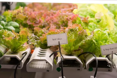 Lettuces grown in the hydroponic garden at ICE