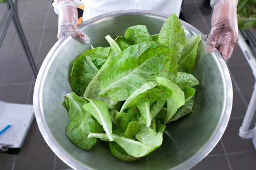 Lettuces freshly harvested in the hydroponic garden at ICE
