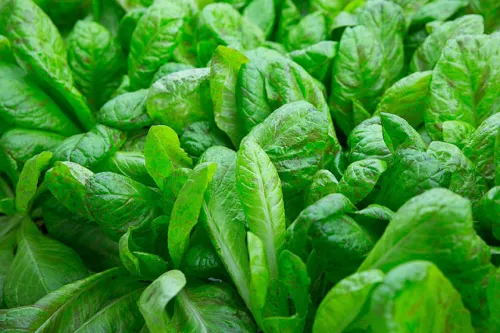 Lettuces grown in the hydroponic garden at ICE
